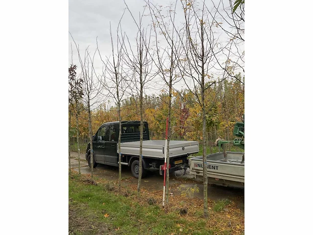 Valse christusdoorn - perennial tree - afbeelding 2 van  4