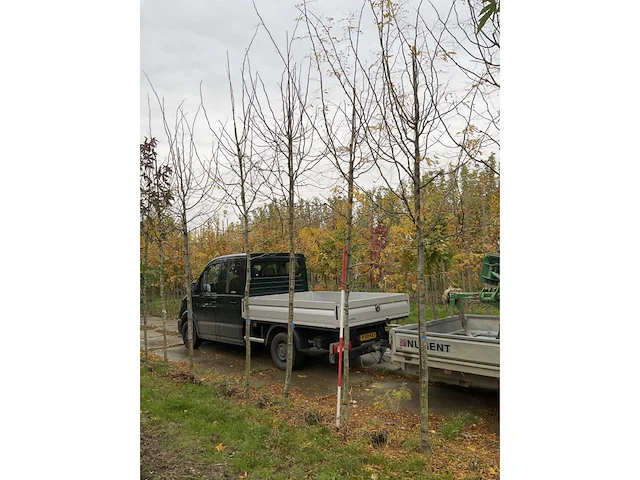 Valse christusdoorn - perennial tree - afbeelding 3 van  4