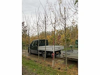 Valse christusdoorn - perennial tree - afbeelding 3 van  4