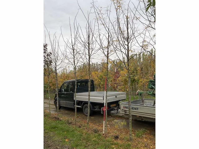 Valse christusdoorn - perennial tree - afbeelding 4 van  4