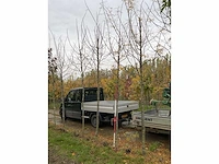 Valse christusdoorn - perennial tree - afbeelding 4 van  4