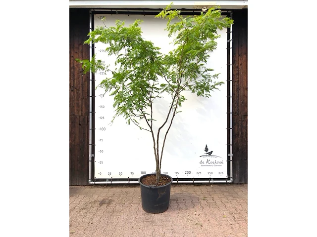 Valse christusdoorn gleditsia 'sunburst', meerstammig, ca. 350 cm hoog - afbeelding 1 van  1