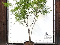 Valse christusdoorn gleditsia 'sunburst', meerstammig, ca. 350 cm hoog - afbeelding 1 van  1
