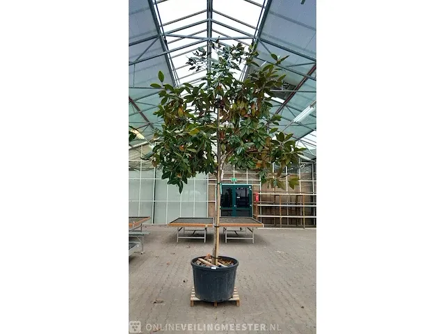 Valse tulpeboom, magnolia grandiflora 'galissonière' - afbeelding 1 van  8