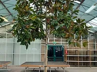 Valse tulpeboom, magnolia grandiflora 'galissonière'
