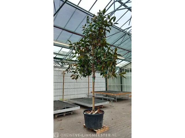Valse tulpeboom, magnolia grandiflora 'galissonière' - afbeelding 2 van  8