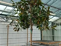 Valse tulpeboom, magnolia grandiflora 'galissonière' - afbeelding 2 van  8