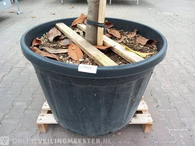 Valse tulpeboom, magnolia grandiflora 'galissonière' - afbeelding 3 van  8