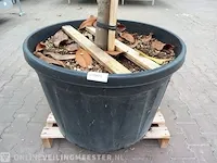 Valse tulpeboom, magnolia grandiflora 'galissonière' - afbeelding 3 van  8