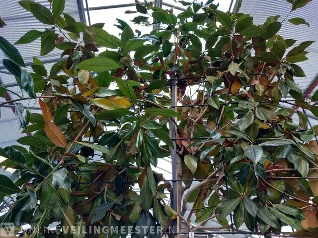 Valse tulpeboom, magnolia grandiflora 'galissonière' - afbeelding 5 van  8