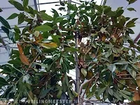 Valse tulpeboom, magnolia grandiflora 'galissonière' - afbeelding 5 van  8
