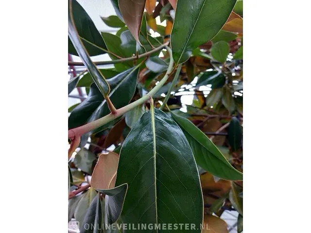 Valse tulpeboom, magnolia grandiflora 'galissonière' - afbeelding 6 van  8