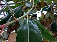 Valse tulpeboom, magnolia grandiflora 'galissonière' - afbeelding 6 van  8