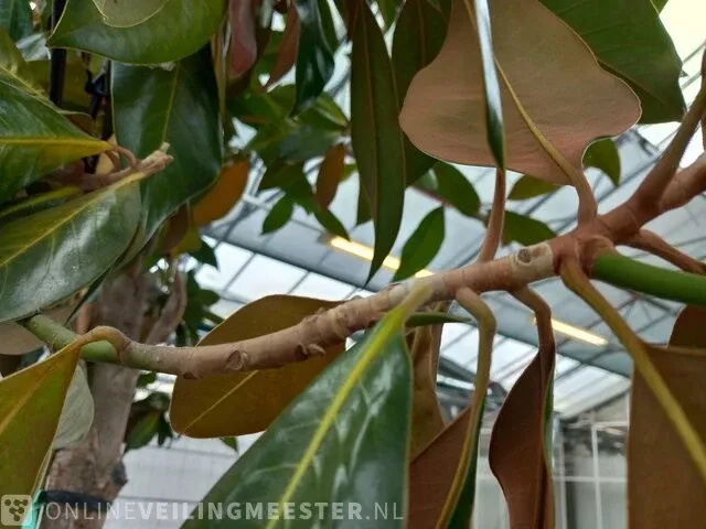Valse tulpeboom, magnolia grandiflora 'galissonière' - afbeelding 7 van  8
