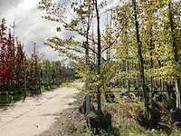 Varenbeuk - sierboom - afbeelding 1 van  4