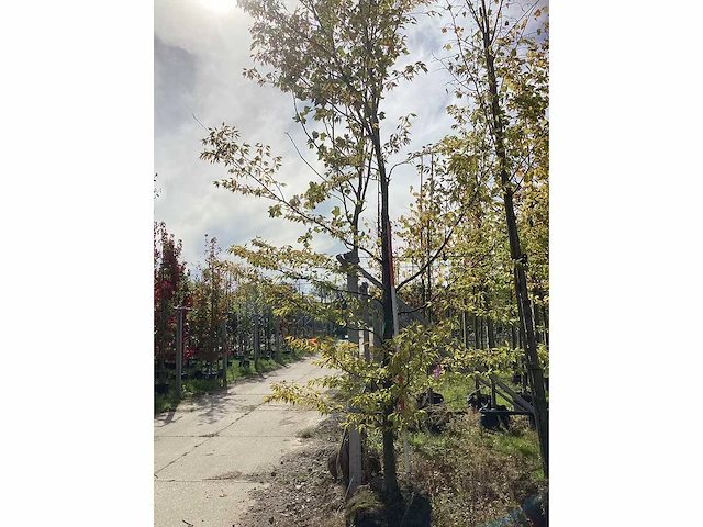 Varenbeuk - sierboom - afbeelding 2 van  4