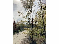 Varenbeuk - sierboom - afbeelding 2 van  4