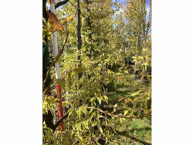 Varenbeuk - sierboom - afbeelding 4 van  4