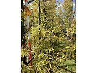 Varenbeuk - sierboom - afbeelding 4 van  4