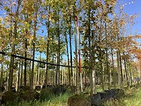 Veldesdoorn - sierboom - afbeelding 1 van  3