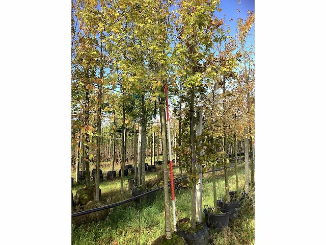 Veldesdoorn - sierboom - afbeelding 2 van  3