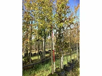 Veldesdoorn - sierboom - afbeelding 2 van  3