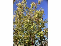 Veldesdoorn - sierboom - afbeelding 3 van  3