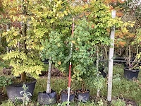 Veldesdoorn - vormboom - afbeelding 1 van  3