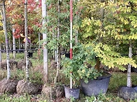 Veldesdoorn - vormboom - afbeelding 1 van  3
