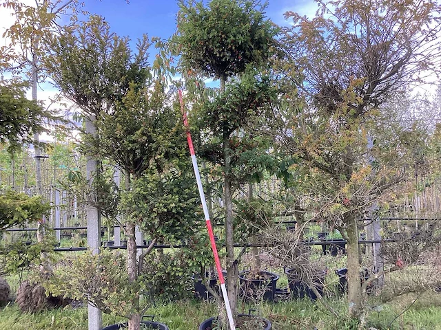 Venijnboom - sierboom (2x) - afbeelding 1 van  4