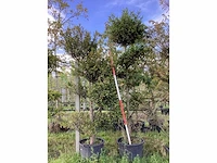 Venijnboom - sierboom (2x) - afbeelding 2 van  4
