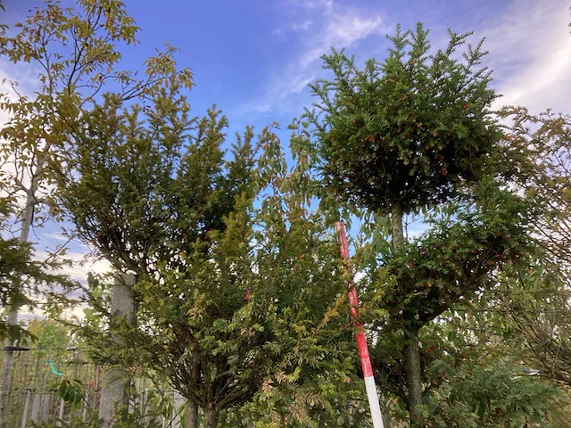 Venijnboom - sierboom (2x) - afbeelding 3 van  4