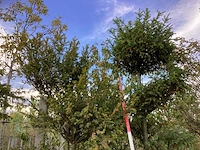 Venijnboom - sierboom (2x) - afbeelding 3 van  4