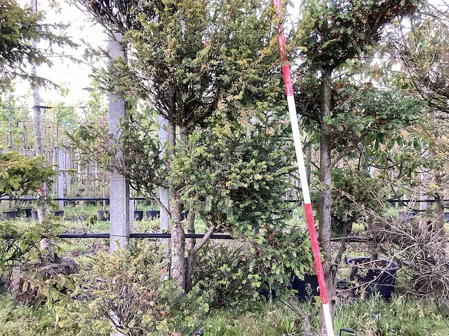 Venijnboom - sierboom (2x) - afbeelding 4 van  4
