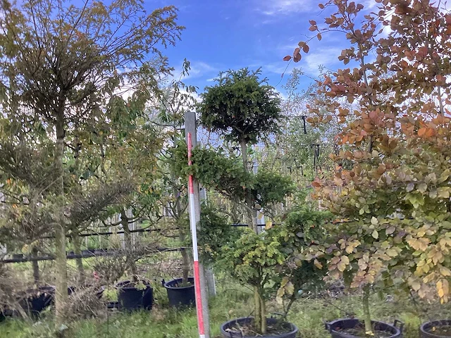 Venijnboom - vormbomen - afbeelding 1 van  3