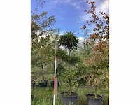 Venijnboom - vormbomen - afbeelding 2 van  3