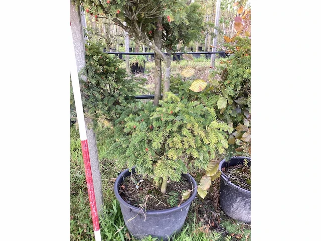 Venijnboom - vormbomen - afbeelding 3 van  3
