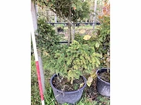 Venijnboom - vormbomen - afbeelding 3 van  3