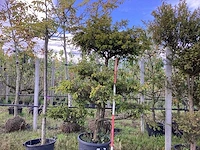 Venijnboom - vormbomen - afbeelding 1 van  3