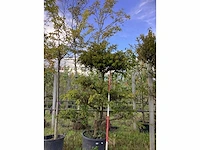 Venijnboom - vormbomen - afbeelding 2 van  3