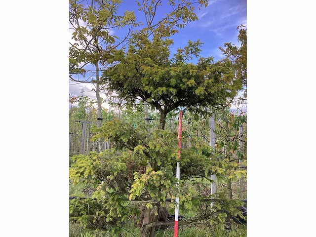 Venijnboom - vormbomen - afbeelding 3 van  3