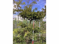 Venijnboom - vormbomen - afbeelding 3 van  3