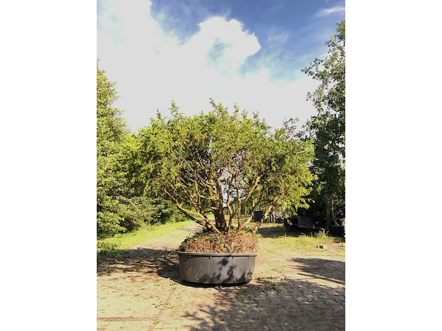 Venijnboom taxus baccata, meerstammig, wintergroen, ca. 200 cm - afbeelding 1 van  1