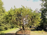 Venijnboom taxus baccata, meerstammig, wintergroen, ca. 200 cm - afbeelding 1 van  1