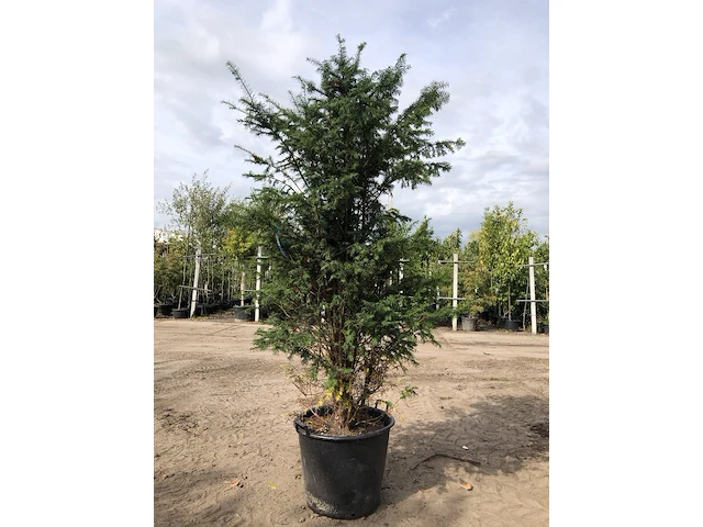 Venijnboom taxus baccata, solitair, wintergroen, ca. 180 cm hoog - afbeelding 1 van  1