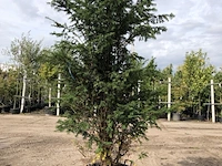 Venijnboom taxus baccata, solitair, wintergroen, ca. 180 cm hoog - afbeelding 1 van  1
