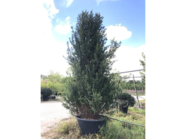 Venijnboom taxus baccata, solitair, wintergroen, ca. 4 m hoog - afbeelding 1 van  1