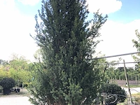 Venijnboom taxus baccata, solitair, wintergroen, ca. 4 m hoog - afbeelding 1 van  1