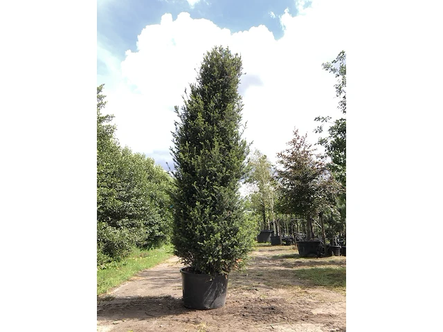 Venijnboom taxus baccata, zuilvorm, wintergroen, ca. 350 cm hoog - afbeelding 1 van  1