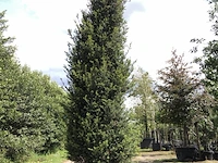 Venijnboom taxus baccata, zuilvorm, wintergroen, ca. 350 cm hoog - afbeelding 1 van  1